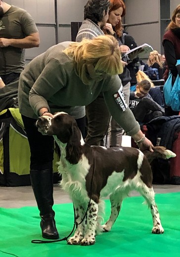 2018 - Prague Expo Dog - CACIB - 02