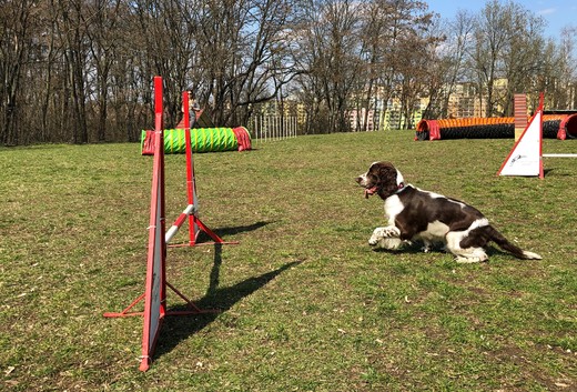 2019 - Bonnie na agility - 02
