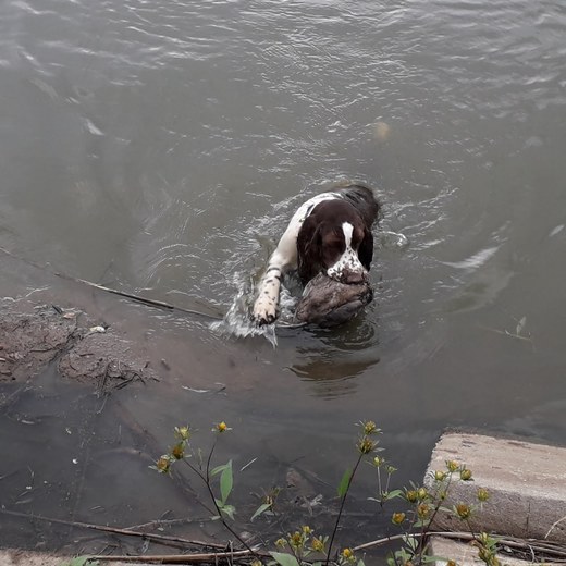 2019 - Bonnie při vodní práci s kačenou