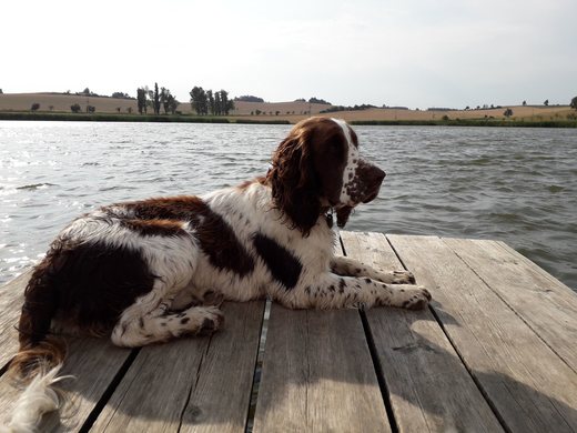 2019 - Bonnie na molu rybníka