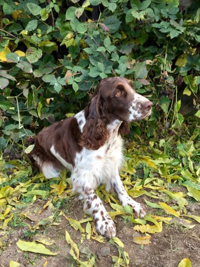 Finke - posed