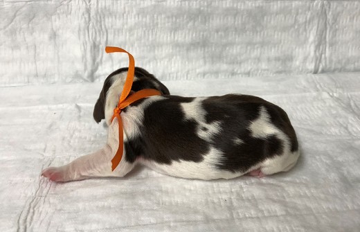 oranžová stuha - den po porodu - 04