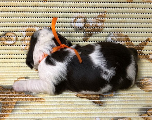 oranžová stuha - druhý tyden po porodu - 01
