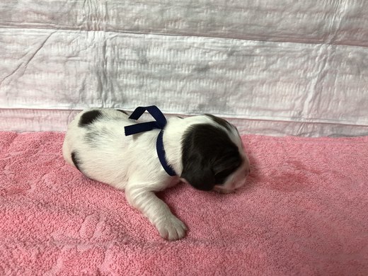 tmavě modrá stuha - prvni tyden po porodu - 01