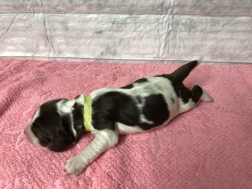 žlutá stuha - prvni tyden po porodu - 03